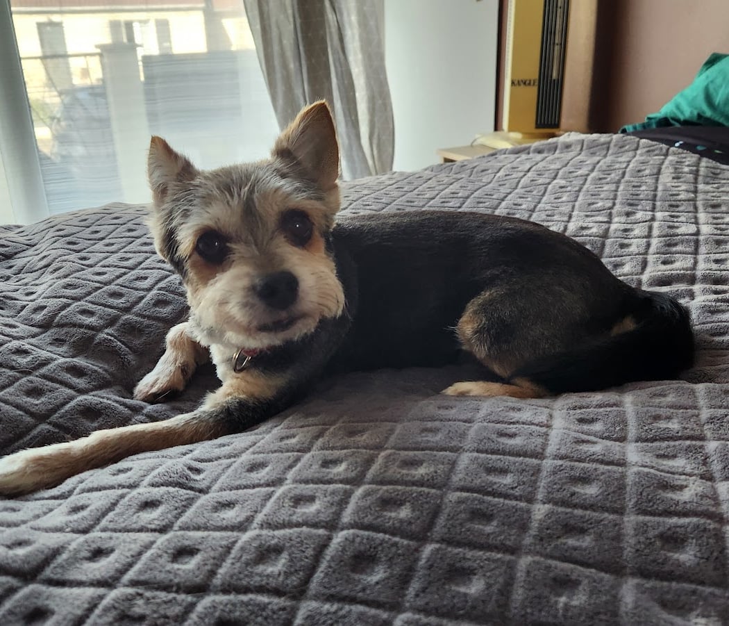 DOG S HAIR 3